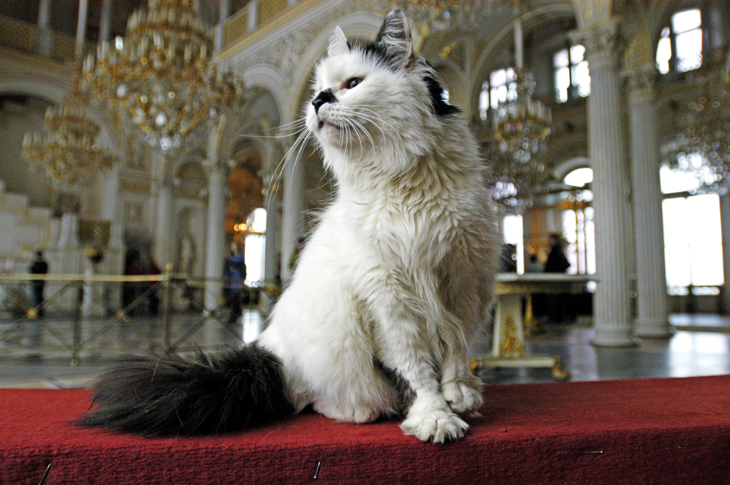 dygtige løfte Arrowhead Katten från Kazan – Axess